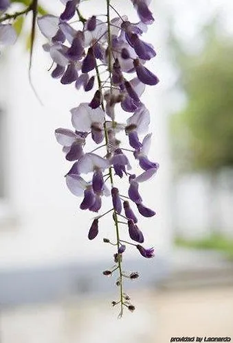 Charme Hancelot 4* Gent